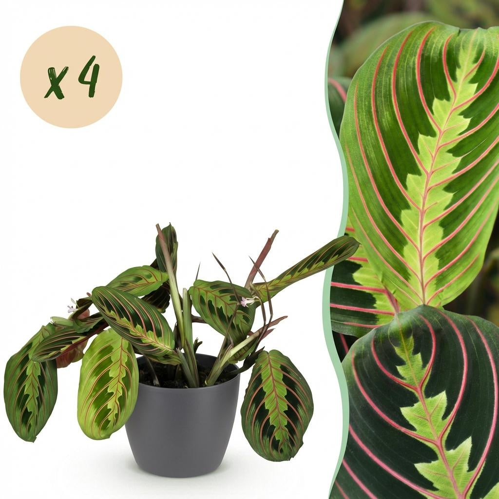 Green boutiQ - Zimmerpflanze - Maranta Fascinator Tricolour - Gebetsblatt - Haustierfreundliche Pflanze - Grün - 4 Pflanzen - mit Potter Grau - Topf 12cm - Höhe 25cm 