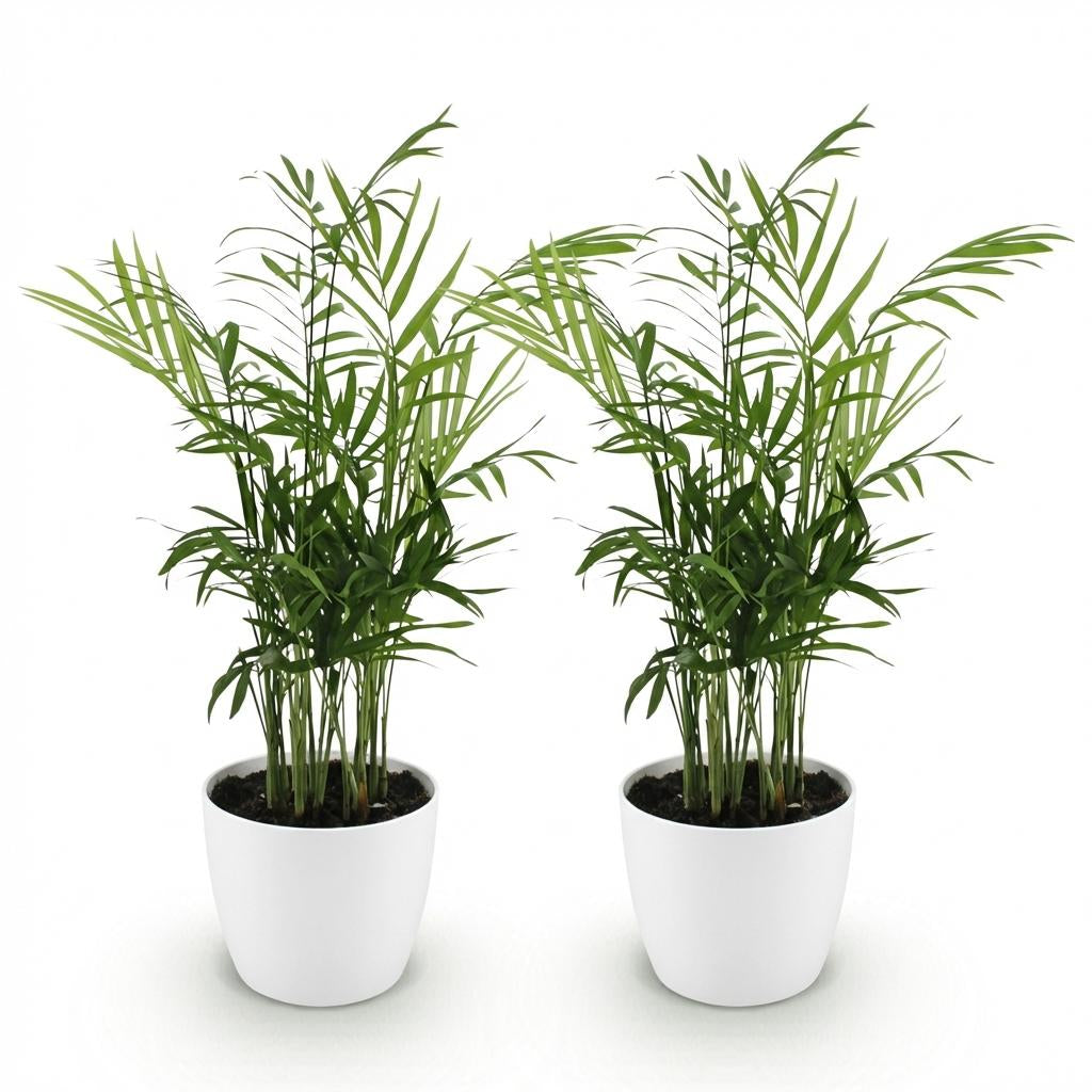 Green boutiQ - Zimmerpflanze - Chamaedorea elegans - Goldpalme - Haustierfreundliche Pflanze - Grün - 2 Pflanzen - mit Potter Weiß - Topf 12cm - Höhe 15cm 