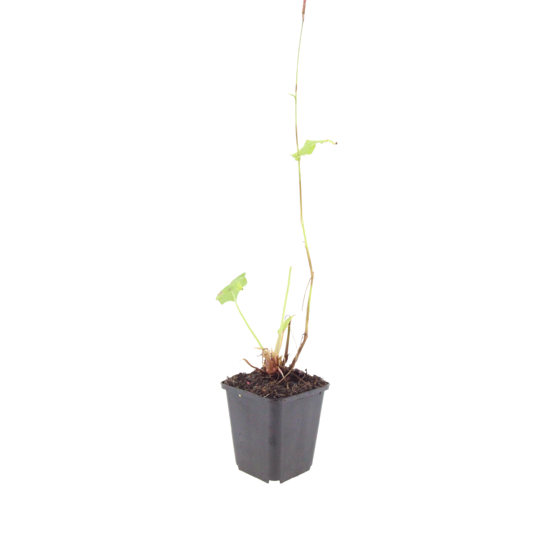 Persicaria bistorta Rosa blühende Staude Ø9cm 6 Stück