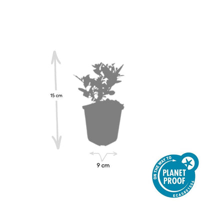 Wild-Aster Aster ageratoides 'Stardust' – ↕10-25cm – Ø9cm – 6 Pflanzen – Weißer Herbstblüher – Bienenfreundlich – Pflegeleicht 
