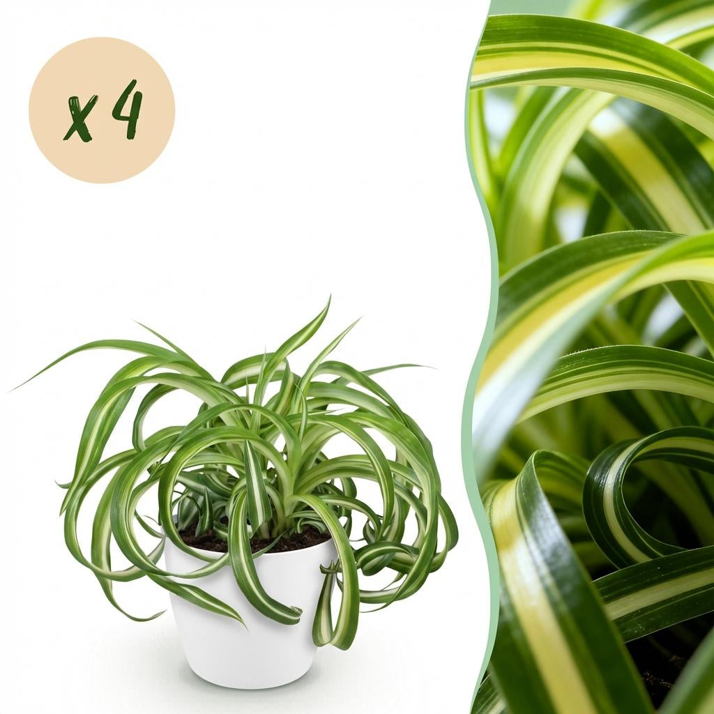 Green boutiQ - Zimmerpflanze - Chlorophytum comosum Bonnie - Lockige Graslilie - Haustierfreundliche Pflanze - Grün - 4 Pflanzen - mit Potter Weiß - Topf 12cm - Höhe 20cm 