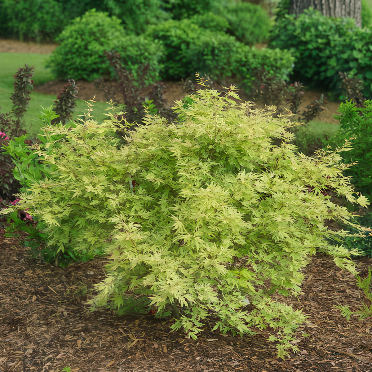 Japanischer Ahorn – Acer palmatum Metamorphosa – 70 cm hoch – im 19 cm Topf – Balkonpflanze & Zierbaum – Grünes Frühlingslaub, rote Herbstfärbung – Ideal für Beet & Kübel 