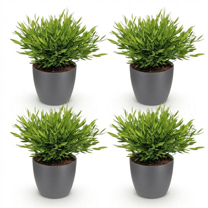 Green boutiQ - Zimmerpflanze - Bamusa Pogonatherum Monica - Bambusgras - Haustierfreundliche Pflanze - Grün - 4 Pflanzen - mit Potter Grau - Topf 12cm - Höhe 20cm 