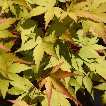 Japanischer Ahorn – Acer palmatum 'Summergold' – ca. 70 cm hoch – Ø19 cm – goldgelbes Laub – Balkon- & Gartenpflanze 