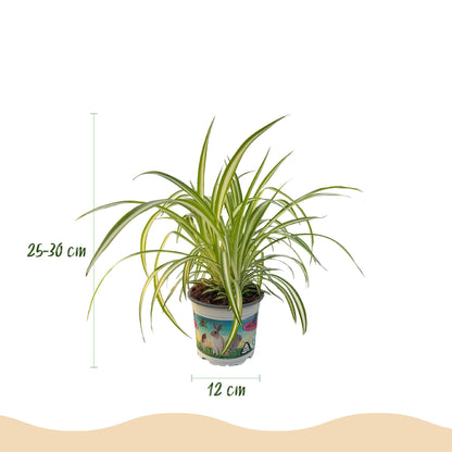 Green boutiQ - Zimmerpflanze - Chlorophytum comosum Variegatum - Bunte Graslilie - Haustierfreundliche Pflanze - Grün - 2 Pflanzen - mit Korb - Topf 12cm - Höhe 20cm 