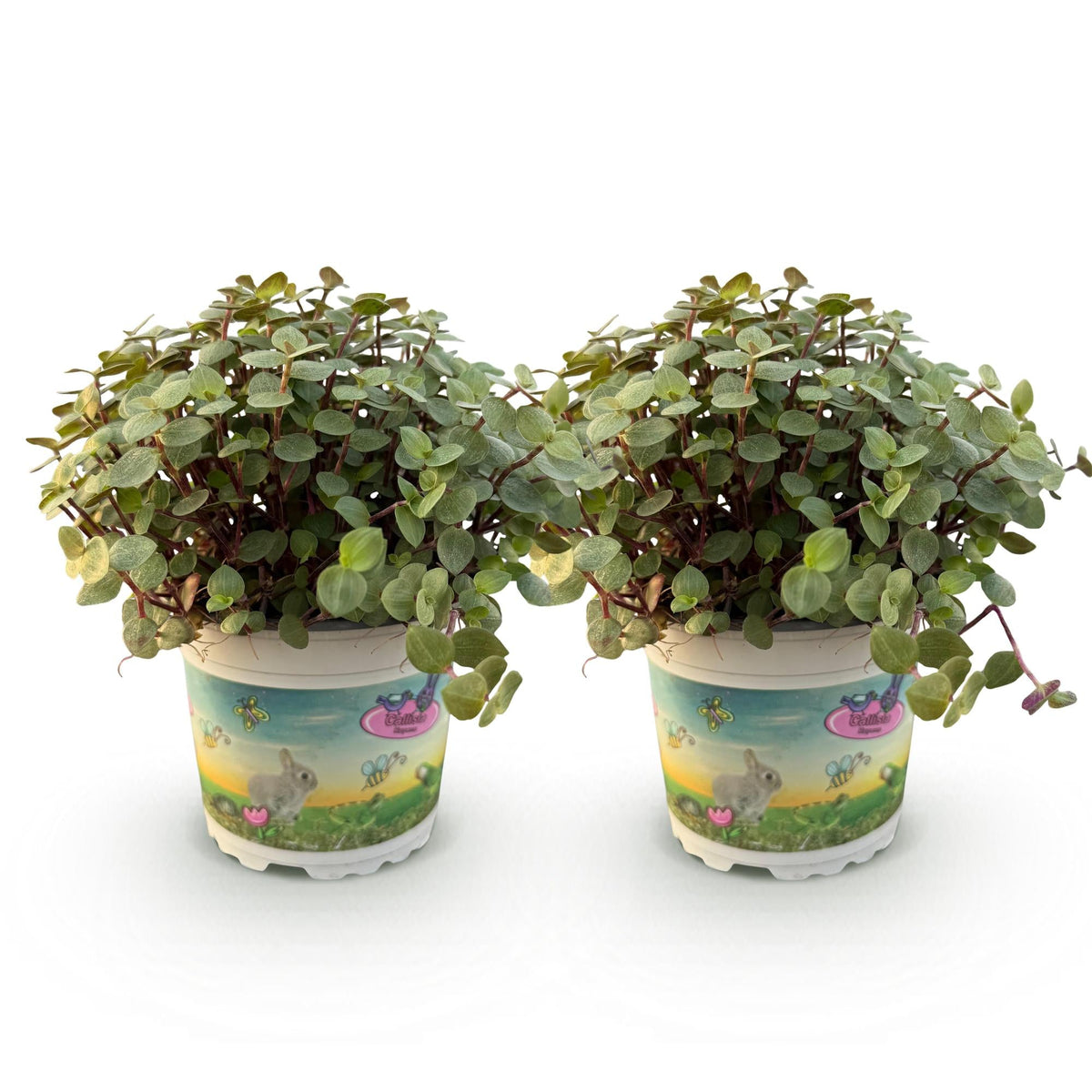 Green boutiQ - Zimmerpflanze - Calissia repens - Katzengras - Haustierfreundlich - Grün - 2 Pflanzen - Topf 12cm - Höhe 17-20cm 