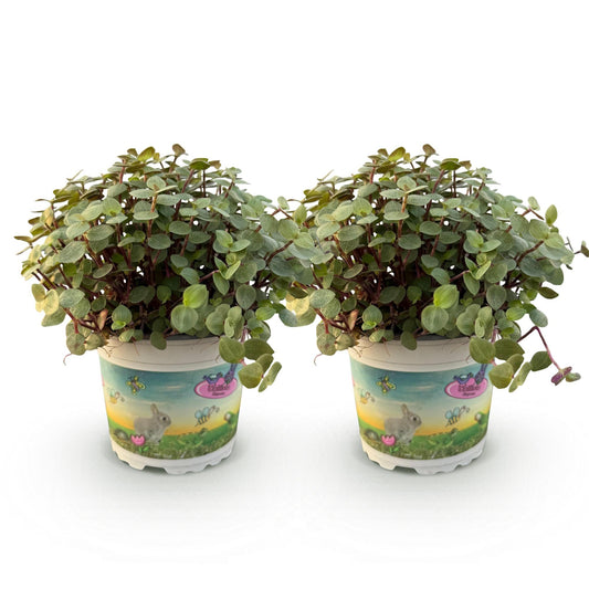 Green boutiQ - Zimmerpflanze - Calissia repens - Katzengras - Haustierfreundlich - Grün - 2 Pflanzen - Topf 12cm - Höhe 17-20cm 
