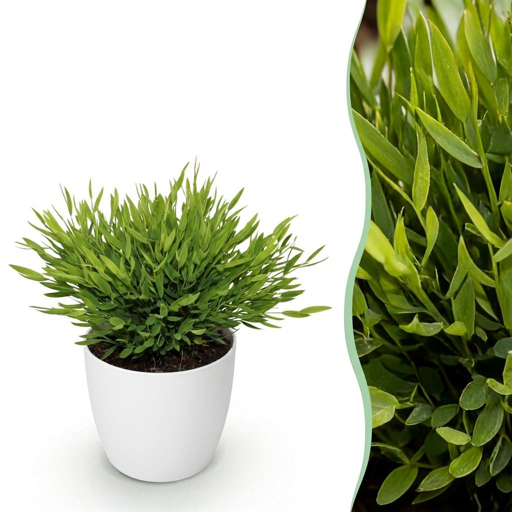 Green boutiQ - Zimmerpflanze - Bamusa Pogonatherum Monica - Bambusgras - Haustierfreundliche Pflanze - Grün - 1 Pflanze - mit Potter Weiß - Topf 12cm - Höhe 20cm 