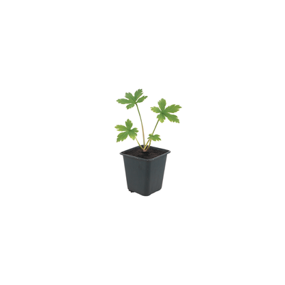 Sterndolde Astrantia major Langblühende Staude für Sonne & Halbschatten Ø9cm 6 Stück