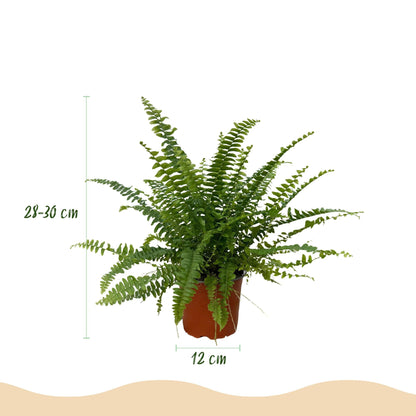Green boutiQ - Zimmerpflanze - Nephrolepsis exaltata Green Lady - Farn - Haustierfreundliche Pflanze - Grün - 1 Pflanze - mit Korb - Topf 12cm - Höhe 25cm 