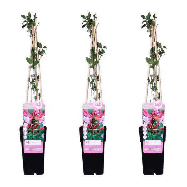 Wald Geißblatt - Lonicera periclymenum 'Serotina' - ↨65cm - Ø15cm - 3 Stück 
