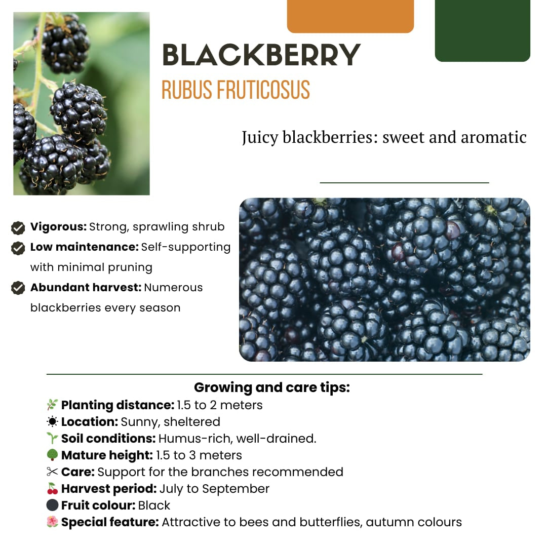 Bio Brombeere Rubus fruticosus – Biologische Brombeersträucher – Ø13cm – ↨20cm – 3 Pflanzen – Frostbeständig & Reichtragend – Für Garten, Terrasse & Balkon 
