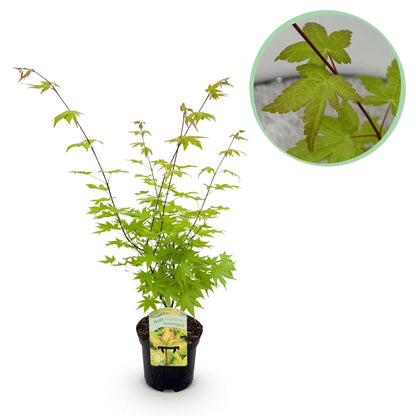 Japanischer Ahorn – Acer palmatum 'Summergold' – ca. 70 cm hoch – Ø19 cm – goldgelbes Laub – Balkon- & Gartenpflanze 
