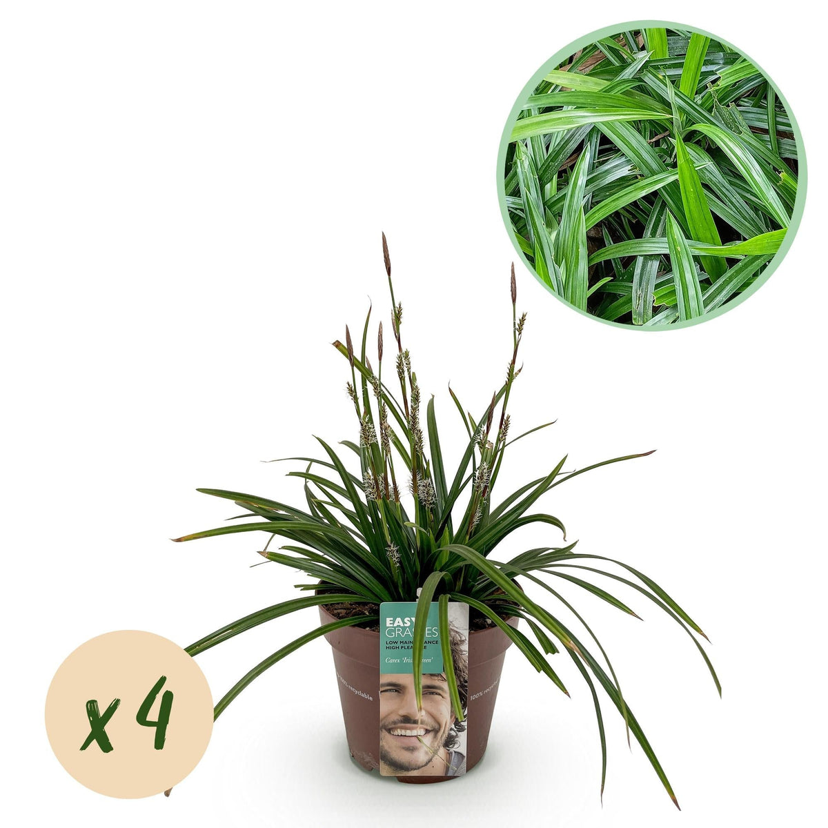 Japan-Segge  - Ziergras - Carex morrowii Irish Green - Grün & Gelb - 4 Pflanzen - Immergrün - Pflegeleicht - 17cm Höhe 50cm 