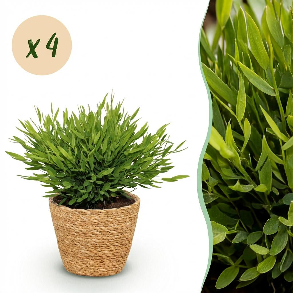 Green boutiQ - Zimmerpflanze - Bamusa Pogonatherum Monica - Bambusgras - Haustierfreundliche Pflanze - Grün - 4 Pflanzen - mit Korb - Topf 12cm - Höhe 20cm 