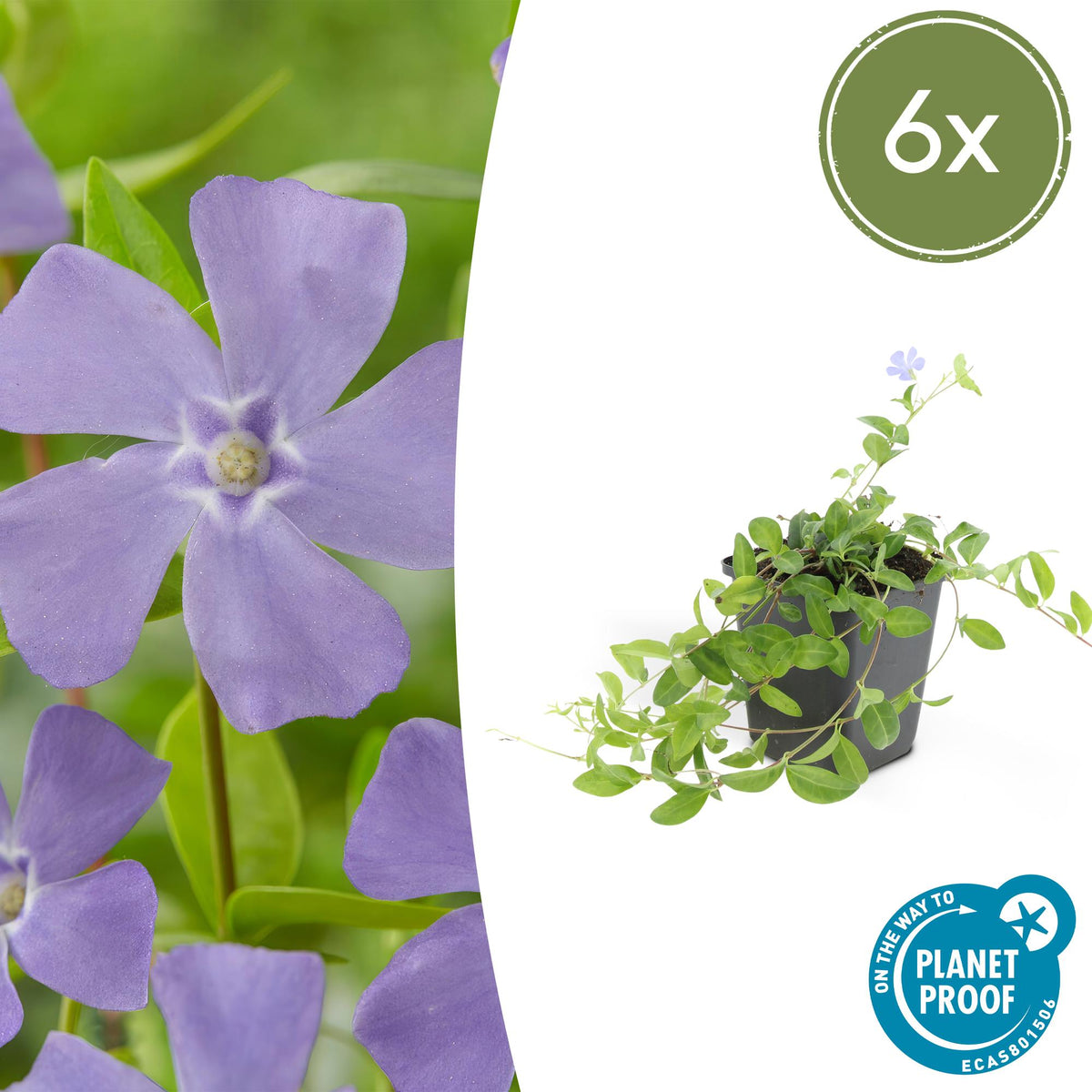 Kleines Garten-Immergrün Vinca minor 'La Grave' – ↕10-25cm – Ø9cm – 6 Pflanzen – Violette Blüten – Immergrüner Bodendecker – Schattentauglich & pflegeleicht 