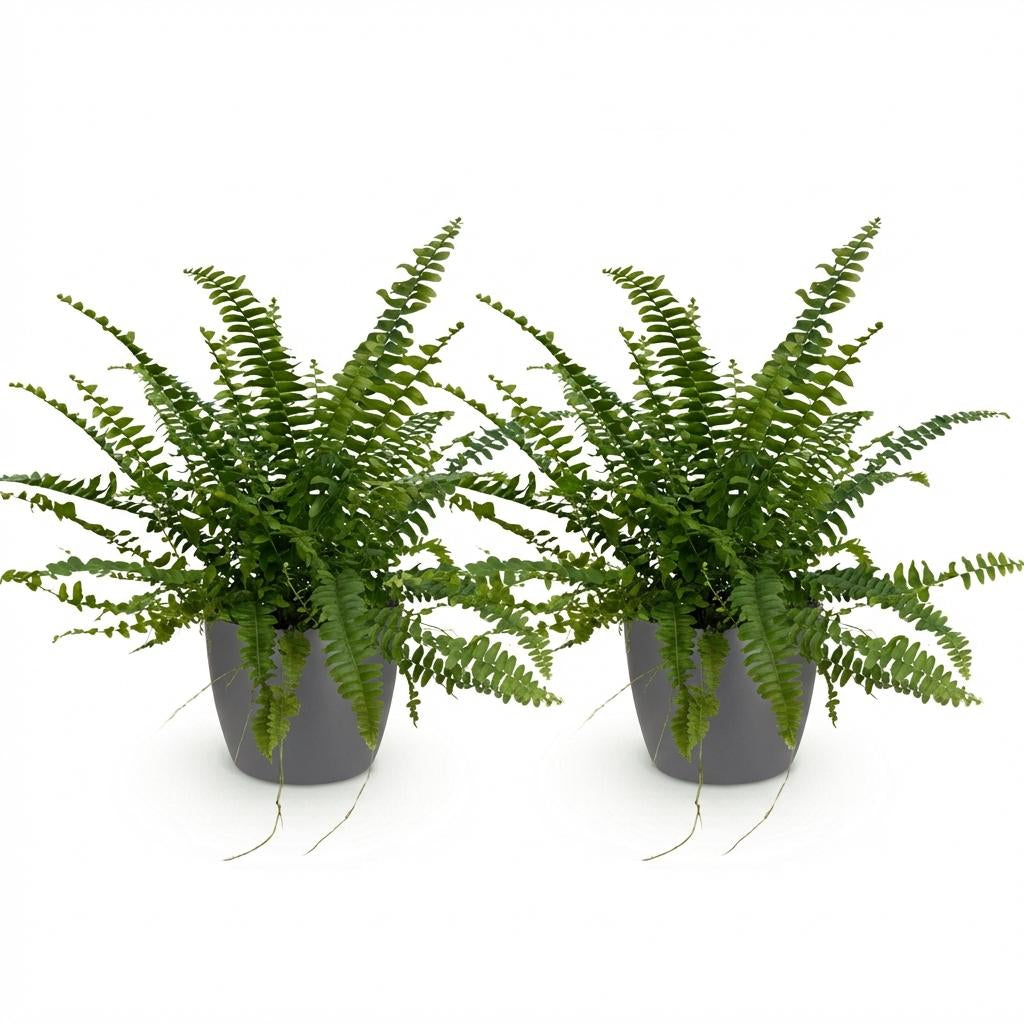 Green boutiQ - Zimmerpflanze - Nephrolepsis exaltata Green Lady - Farn - Haustierfreundliche Pflanze - Grün - 2 Pflanzen - mit Potter Grau - Topf 12cm - Höhe 25cm 