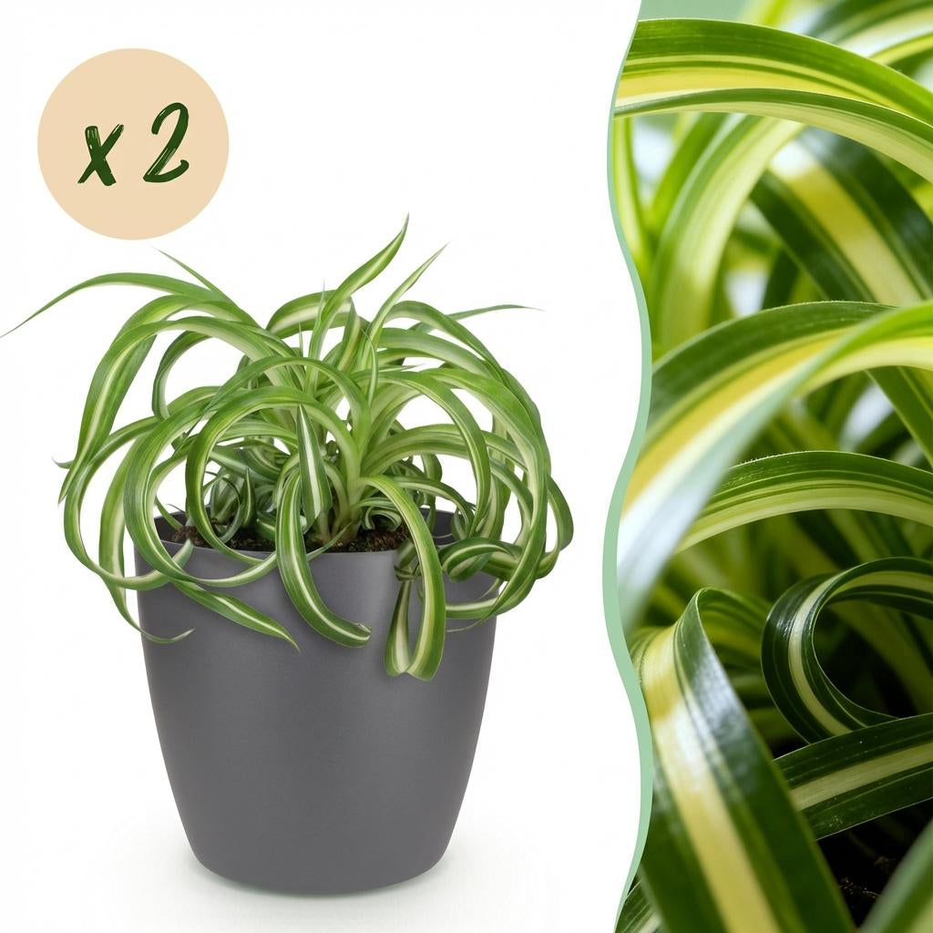 Green boutiQ - Zimmerpflanze - Chlorophytum comosum Bonnie - Lockige Graslilie - Haustierfreundliche Pflanze - Grün - 2 Pflanzen - mit Potter Grau - Topf 12cm - Höhe 20cm 