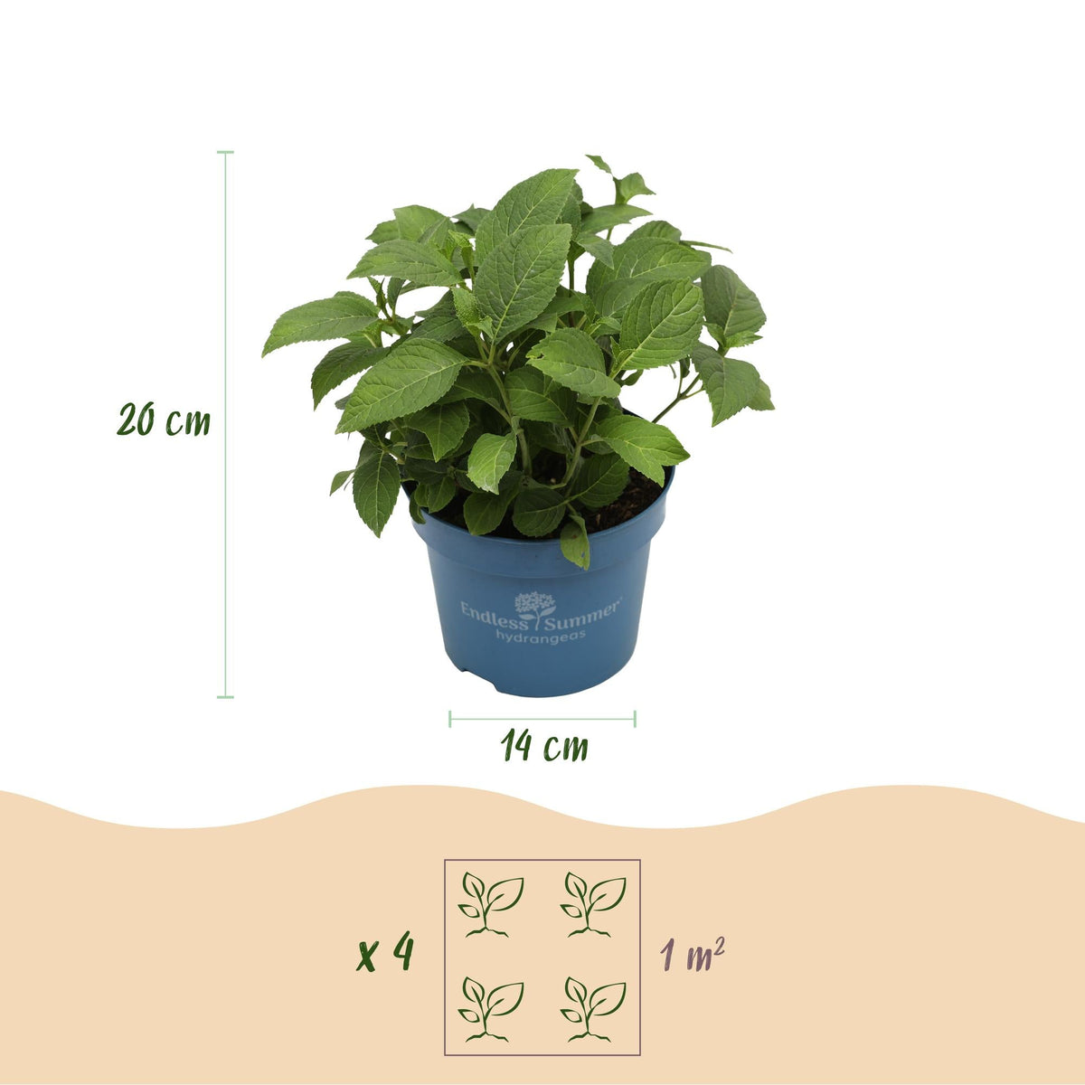 Green boutiQ - Gartenpflanze - Hydrangea Endles Summer Summer Love Red - Hortensie - Winterhart - Rot - 2 Pflanzen - Topf 14cm - Höhe 20-25cm 