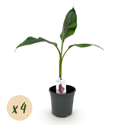 Bananenpflanze Musa sikkimensis Red Tiger – Winterhart – 4 Pflanzen – Ø17 cm – Höhe ca. 40 cm – Exotisches Flair für Garten & Terrasse 