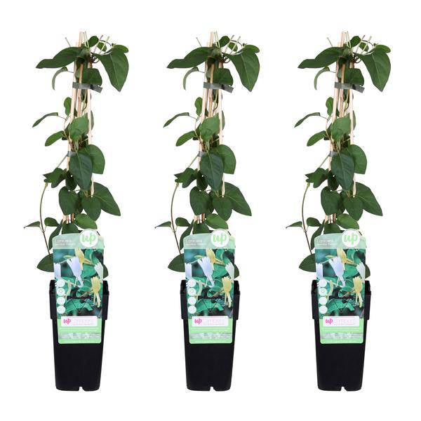 Gelbbunte Geißschlinge - Lonicera japonica 'Halliana' - ↨65cm - Ø15cm - 3 Stück 