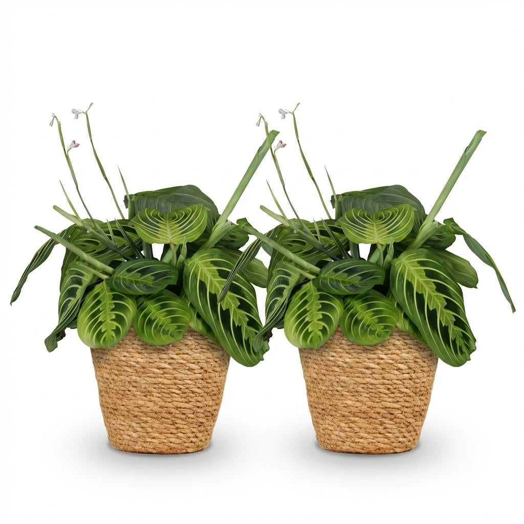 Green boutiQ - Zimmerpflanze - Maranta Fascinator Lemon Lime - Gebetspflanze - Haustierfreundliche Pflanze - Grün - 2 Pflanzen - mit Korb - Topf 12cm - Höhe 25cm 