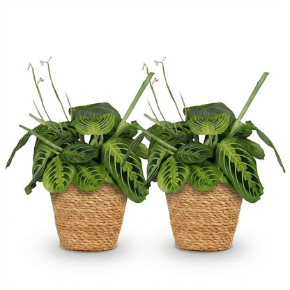Green boutiQ - Zimmerpflanze - Maranta Fascinator Lemon Lime - Gebetspflanze - Haustierfreundliche Pflanze - Grün - 2 Pflanzen - mit Korb - Topf 12cm - Höhe 25cm 