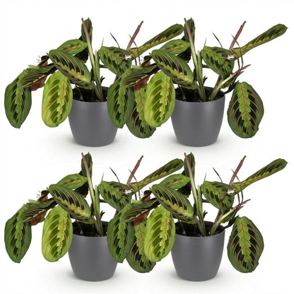 Green boutiQ - Zimmerpflanze - Maranta Fascinator Tricolour - Gebetsblatt - Haustierfreundliche Pflanze - Grün - 4 Pflanzen - mit Potter Grau - Topf 12cm - Höhe 25cm 