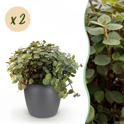 Green boutiQ - Zimmerpflanze - Calissia repens - Katzengras - Haustierfreundlich - Grün - 2 Pflanzen - mit Potter Grau - Topf 12cm - Höhe 17-20cm 