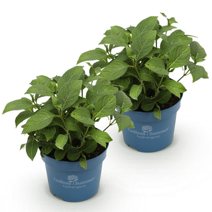 Green boutiQ - Gartenpflanze - Hydrangea Endless Summer The Bride - Hortensie - Winterhart - Weiß - 2 Pflanzen - Topf 14cm - Höhe 20-25cm 