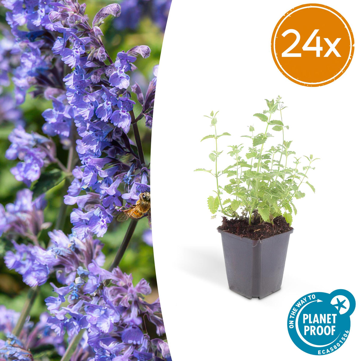 Katzenminze Nepeta 'Six Hills Giant' – 24 Pflanzen – ↕10-25 cm – Ø9 cm – Lila-blaue Blüten – Pflegeleichte & Trockenheitsresistente Staude – Bienenfreundlich 