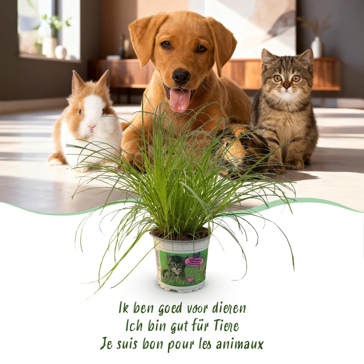 Green boutiQ - Zimmerpflanze - Cyperus alternifolius Zumula - Katzengras - Haustierfreundlich - Grün - 2 Pflanzen - Topf 12cm - Höhe 28-30cm 