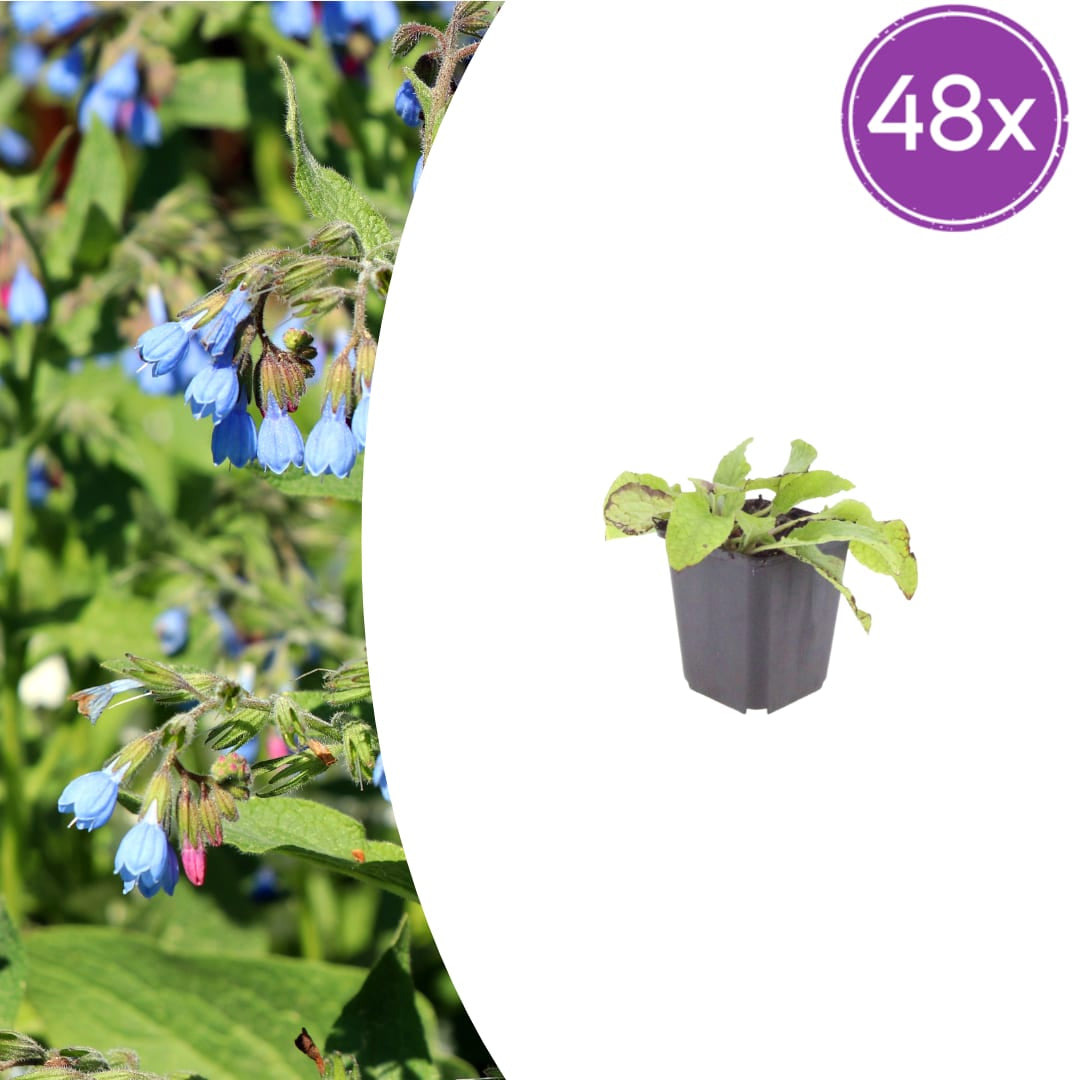 Symphytum grandiflorum Wisley Blue – 48 Pflanzen – Ø9cm – Höhe 10-25cm – Blauer Beinwell Bodendecker – Winterharte Schattenstaude für Beet & Naturgarten - Oasis of Life