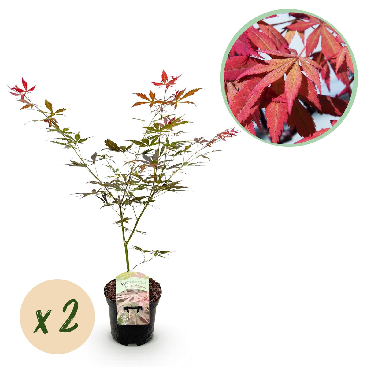 Japanischer Ahorn – Acer palmatum 'Sumi-nagashi' – 2 Pflanzen – je ca. 70 cm hoch – Topf Ø19 cm – tiefviolettes Laub mit Glanz – Balkon- & Gartenpflanze 