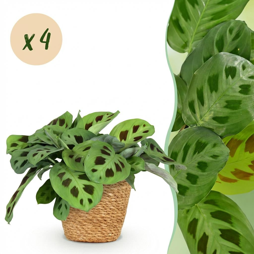 Green boutiQ - Zimmerpflanze - Maranta Fascinator Kerchoveana - Zebrapflanze - Haustierfreundliche Pflanze - Grün - 4 Pflanzen - mit Korb - Topf 12cm - Höhe 25cm 