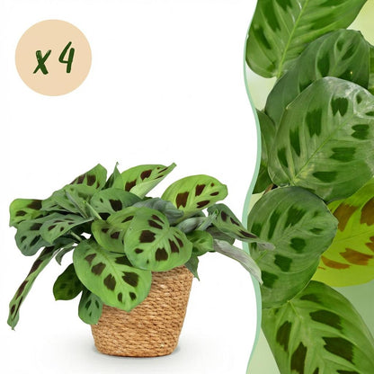 Green boutiQ - Zimmerpflanze - Maranta Fascinator Kerchoveana - Zebrapflanze - Haustierfreundliche Pflanze - Grün - 4 Pflanzen - mit Korb - Topf 12cm - Höhe 25cm 