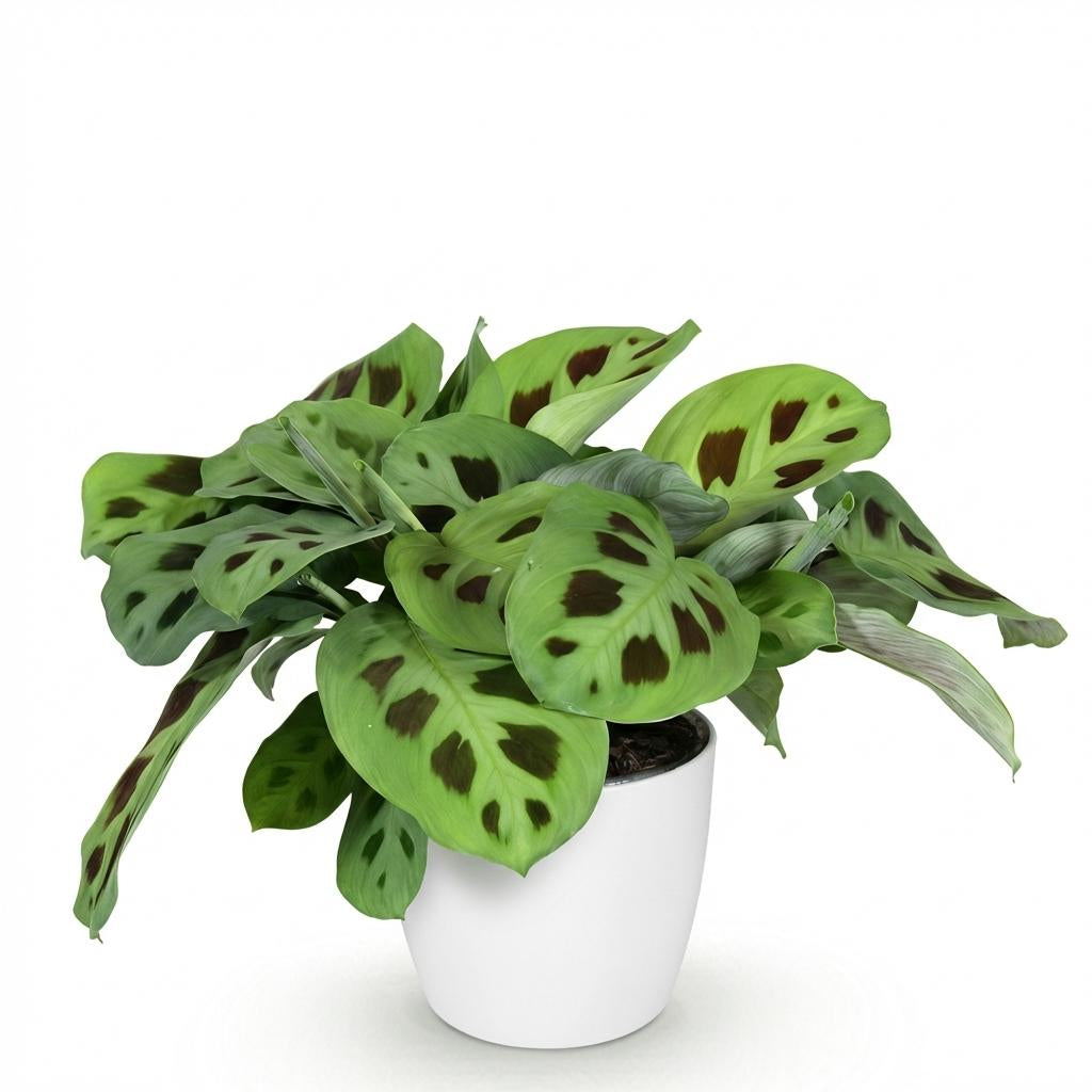 Green boutiQ - Zimmerpflanze - Maranta Fascinator Kerchoveana - Zebrapflanze - Haustierfreundliche Pflanze - Grün - 1 Pflanze - mit Potter Weiß - Topf 12cm - Höhe 25cm 