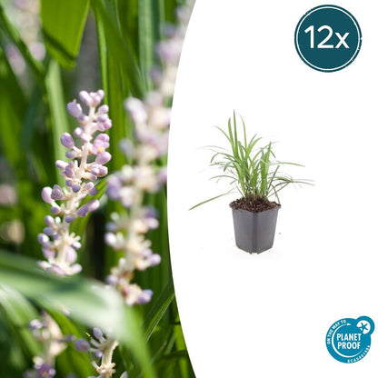 Glöckchentraube Liriope muscari 'Moneymaker' – ↕10-25cm – Ø9cm – 12 Pflanzen – Immergrün, Bodendecker, Violette Blüten, Pflegeleich 