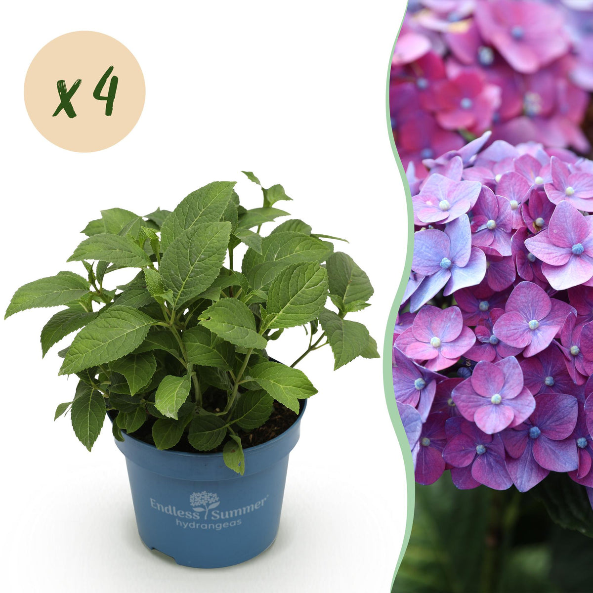 Hortensie Hydrangea Endless Summer Summer Love Purple 4er Set – frostbeständig lila – 14cm – Höhe 20-25cm – kompakt 90-120cm – lange Blüte für Beet, Hecke, Balkon & Terrasse 