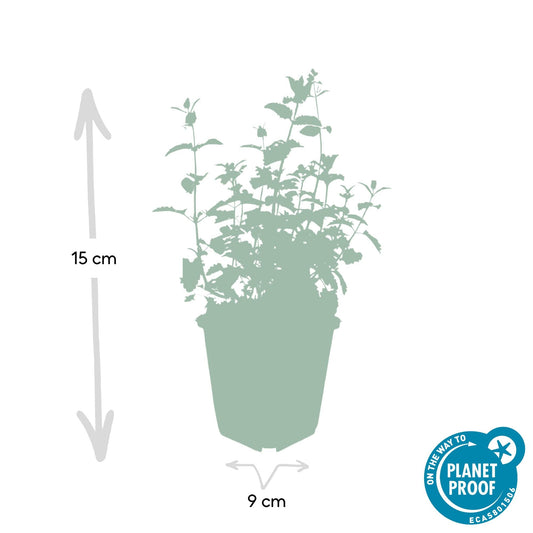 Katzenminze - Nepeta 'Six Hills Giant' - ↕10-25cm - Ø9cm - 6 Pflanzen – Lila-blühende Staude – Bienen & Schmetterlinge – Sonnig & Pflegeleicht 