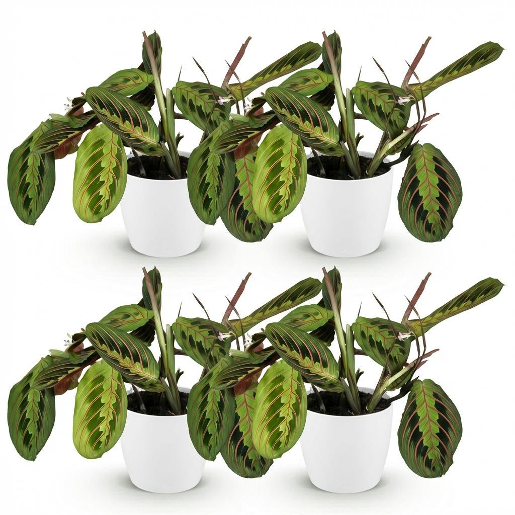 Green boutiQ - Zimmerpflanze - Maranta Fascinator Tricolour - Gebetsblatt - Haustierfreundliche Pflanze - Grün - 4 Pflanzen - mit Potter Weiß - Topf 12cm - Höhe 25cm 