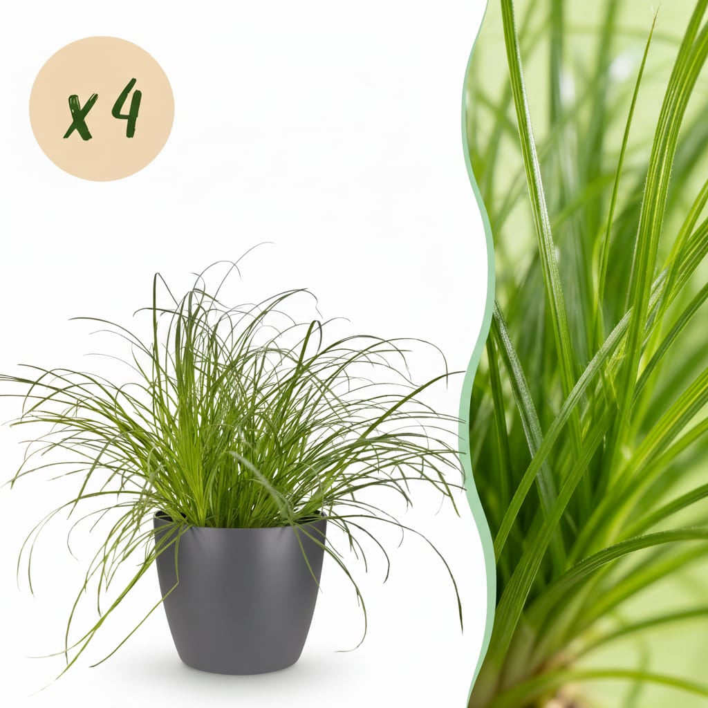 Green boutiQ - Zimmerpflanze - Cyperus alternifolius Zumula - Katzenpflanze - Haustierfreundliche Pflanze - Grün - 4 Pflanzen - mit Potter Grau - Topf 12cm - Höhe 20cm 