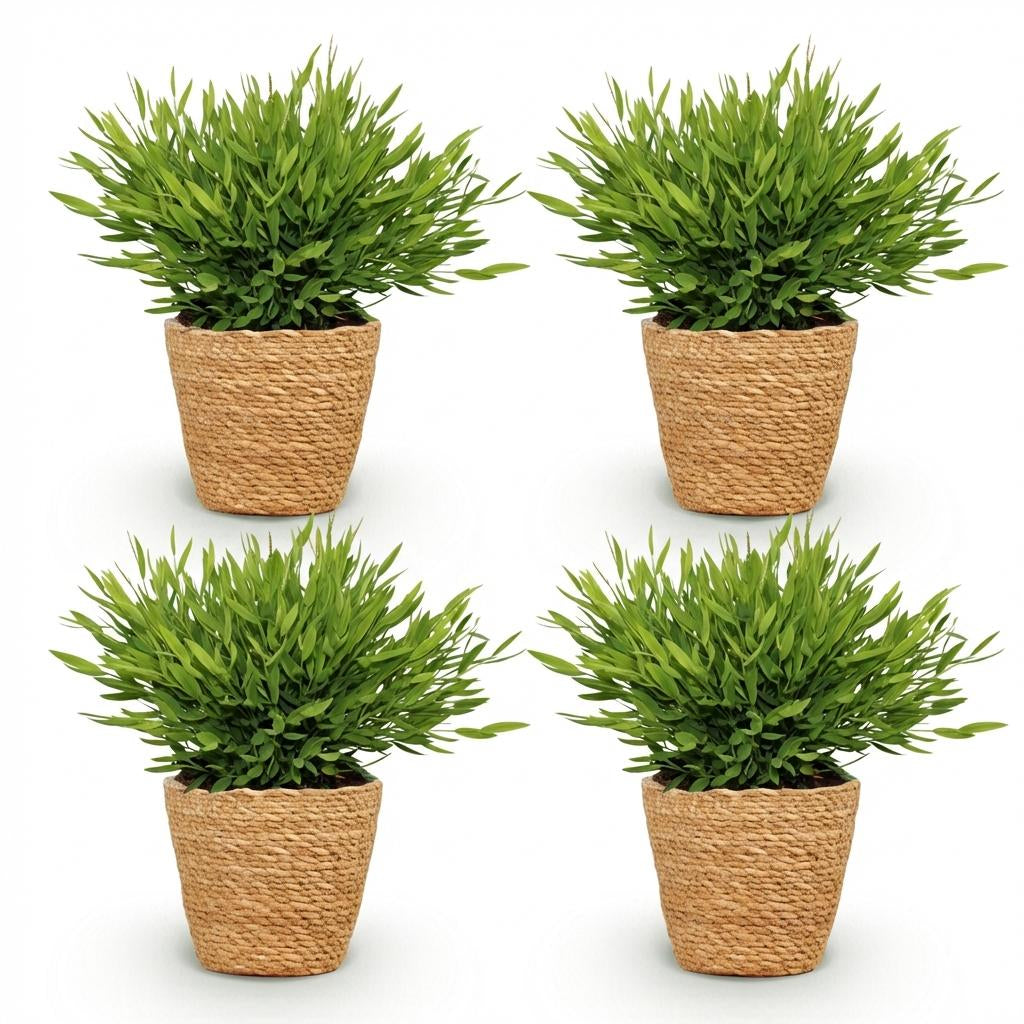 Green boutiQ - Zimmerpflanze - Bamusa Pogonatherum Monica - Bambusgras - Haustierfreundliche Pflanze - Grün - 4 Pflanzen - mit Korb - Topf 12cm - Höhe 20cm 
