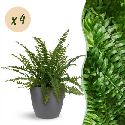 Green boutiQ - Zimmerpflanze - Nephrolepsis exaltata Green Lady - Farn - Haustierfreundliche Pflanze - Grün - 4 Pflanzen - mit Potter Grau - Topf 12cm - Höhe 25cm 