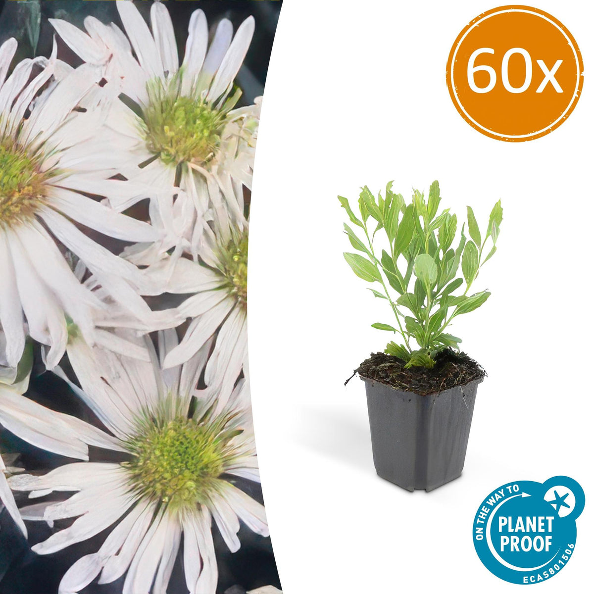 Wildaster Aster ageratoides 'Ashvi' – ↕10-25cm – Ø9cm – 60 Pflanzen – Weiße Herbstastern – Pflegeleicht & winterhart – Blüte von August bis Herbst 