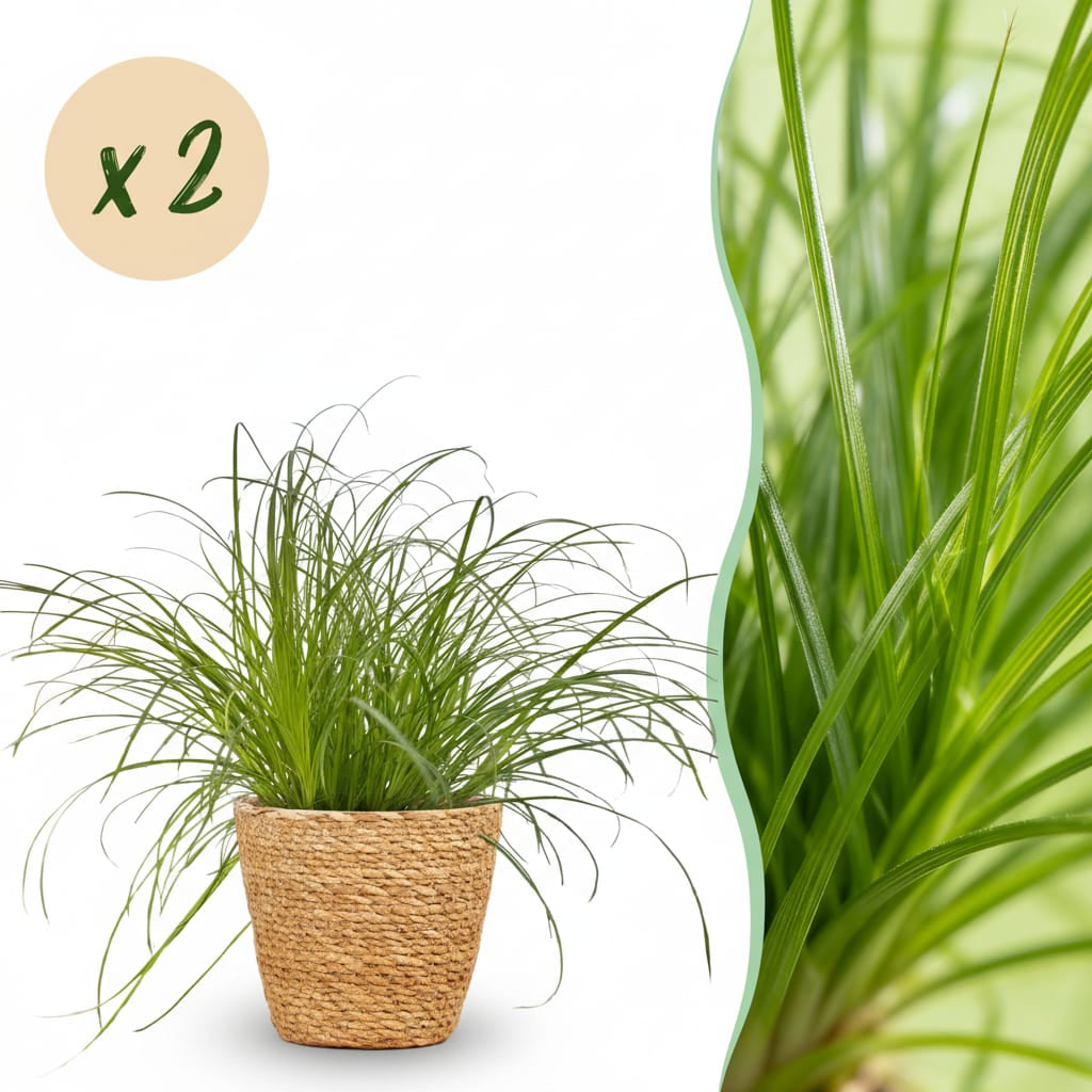 Green boutiQ - Zimmerpflanze - Cyperus alternifolius Zumula - Katzenpflanze - Haustierfreundliche Pflanze - Grün - 2 Pflanzen - mit Korb - Topf 12cm - Höhe 20cm 