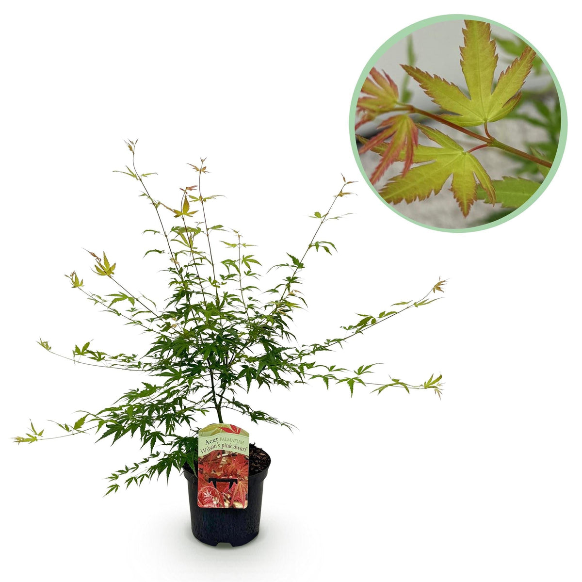 Japanischer Ahorn – Acer palmatum 'Pink Dwarf' – ca. 70 cm hoch – Ø19 cm – rosa Frühlingslaub – kompakte Balkon- & Gartenpflanze 