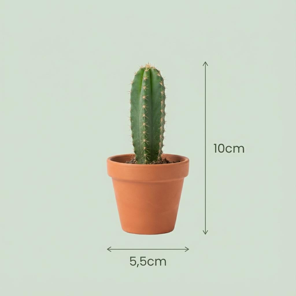 Mini Kakteen Mix – 3 Pflanzen – Ø8,1cm Terrakottatöpfe – Höhe 5–10cm – Pflegeleichte Zimmerpflanzen – Kleine Kakteen für Fensterbank & Büro 