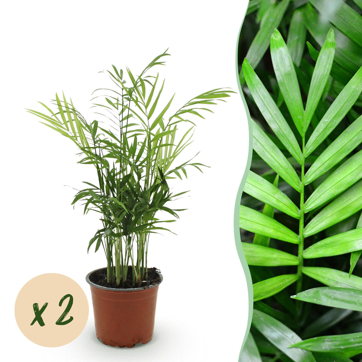 Green boutiQ - Zimmerpflanze - Chamaedorea elegans - Goldpalme - Haustierfreundlich - Grün - 2 Pflanzen - Topf 12cm - Höhe 35-40cm 