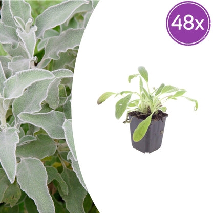 Stachys byzantina Eselsohren – 48 Pflanzen – Ø9cm – Höhe 10-25cm – Silberlaub Bodendecker für sonnige Beete, Steingarten & Randbepflanzung - Oasis of Life